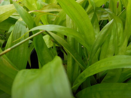 OSTŘICE JITROCELOVITÁ - Carex plantaginea