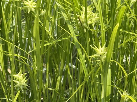 OSTŘICE GRAYOVA - Carex grayi