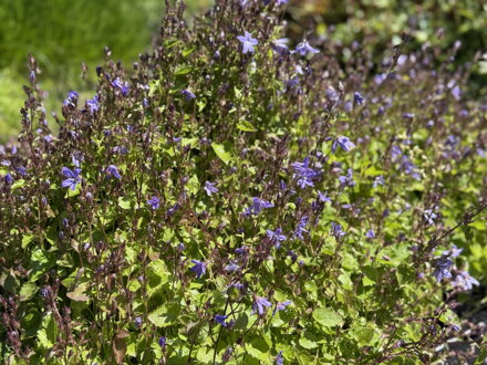 ZVONEK POSCHARKŮV - Campanula poscharskyana