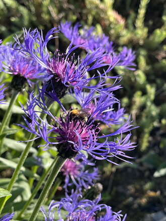 CHRPA HORSKÁ - Centaurea montana