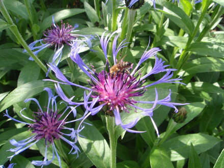 CHRPA HORSKÁ - Centaurea montana