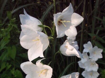 ZVONEK BROSKVOLISTÝ - Campanula persicifolia ´Takion F1 White´
