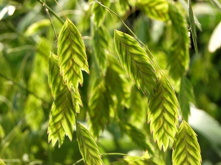 PLOCHOKLÁSEK OZDOBNÝ - Chasmanthium latifolium