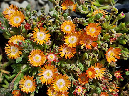 3 KS KOSMATEC - Delosperma hybrida Jewel of Desert ´Topaz´