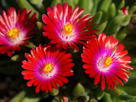 KOSMATEC - Delosperma hybrida Jewel of Desert ´Garnet´