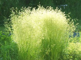 METLICE TRSNATÁ - Deschampsia cespitosa ´Goldschleier´