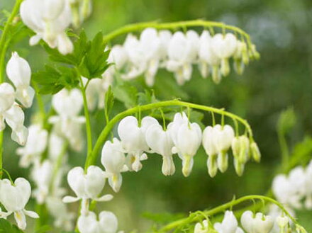 SRDCOVKA NÁDHERNÁ - Dicentra spectabilis ´Alba´