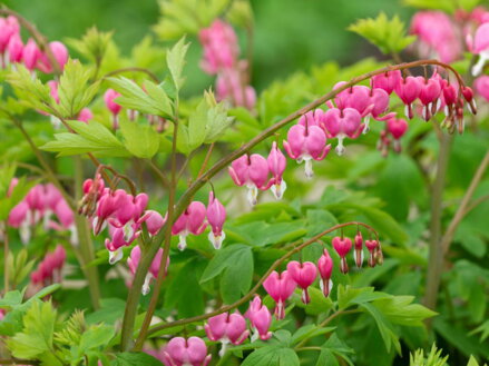 SRDCOVKA NÁDHERNÁ - Dicentra spectabilis 