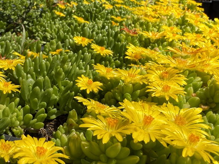 KOSMATEC - Delosperma nubigenum