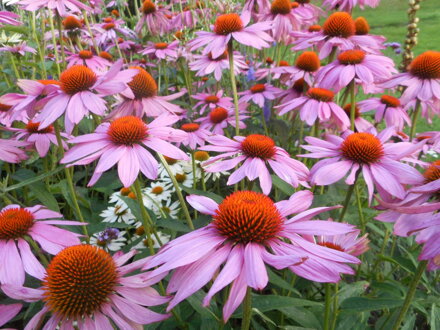 TŘAPATKOVKA NACHOVÁ - Echinacea purpurea 