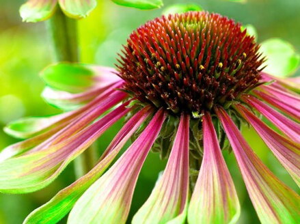 TŘAPATKOVKA NACHOVÁ - Echinacea purpurea 'Green Twister'