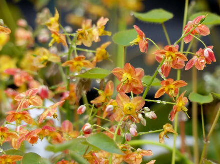 ŠKORNICE - Epimedium warleyense ´Orangekönigin´