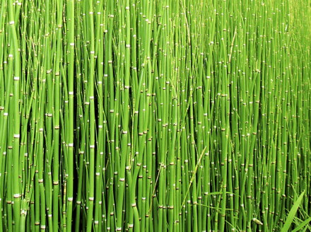 PŘESLIČKA JAPONSKÁ - Equisetum japonicum