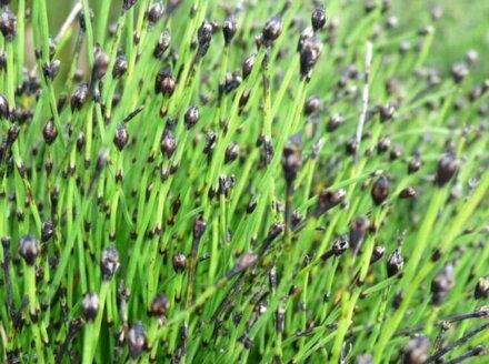 PŘESLIČKA SKŘÍPINOVITÁ - Equisetum scirpoides