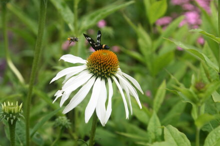 TŘAPATKOVKA NACHOVÁ - Echinacea purpurea ´Alba´