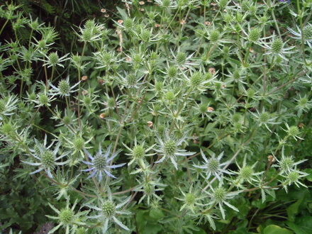 MÁČKA PLOCHOLISTÁ - Eryngium planum