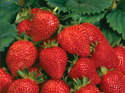  JAHODNÍK - Fragaria ´Sweet Marathon´