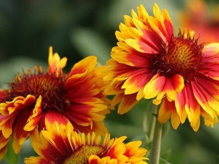 KOKARDA VELKOKVĚTÁ - Gaillardia grandiflora ´Arizona Sun´