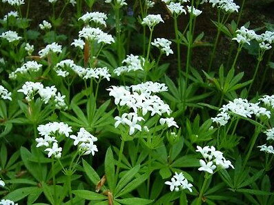MAŘINKA VONNÁ (SVÍZEL VONNÝ) - Galium odoratum
