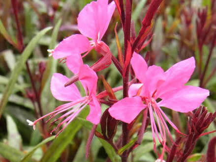 SVÍČKOVEC LINDHEIMERŮV - Gaura lindheimeri 'Gambit Rose'