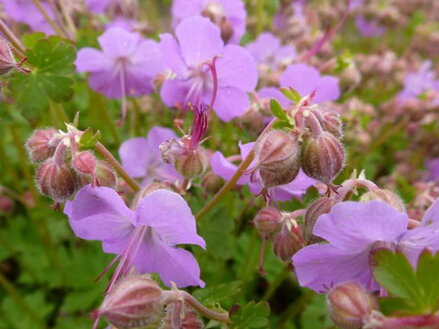 KAKOST KANTABRIJSKÝ - Geranium cantabrigiense ´Cambridge´