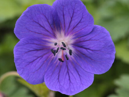 KAKOST HIMALÁJSKÝ - Geranium himalayense 'Gravetye'