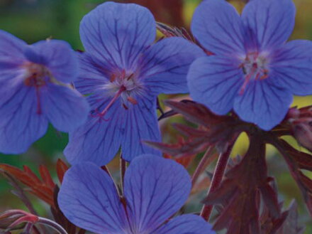 KAKOST - Geranium himalayense ´Kaya´