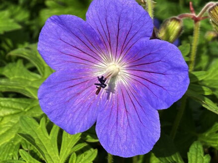 KAKOST HIMALÁJSKÝ - Geranium himalayense 'Baby Blue'