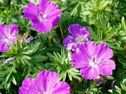 KAKOST KRVAVÝ- Geranium sanguineum ´'Vision® Violet'