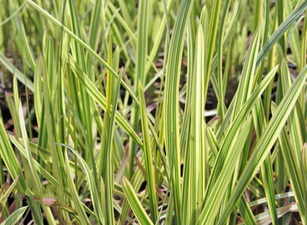 ZBLOCHAN VODNÍ - Glyceria maxima ´Variegata´