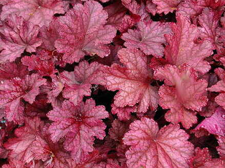 DLUŽICHA - Heuchera hybrida 'Berry Smoothie'