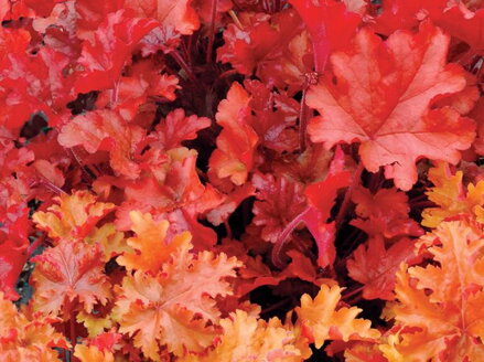 DLUŽICHA - Heuchera hybrida 'Peach Flambe'