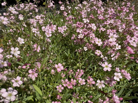 ŠATER PLAZIVÝ (NEVĚSTIN ZÁVOJ) - Gypsophila repens 'Rosea'