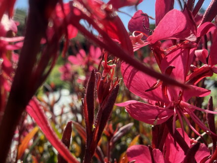 SVÍČKOVEC LINDHEIMERŮV - Gaura lindheimeri 'Gambit Rose'
