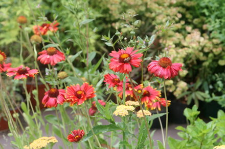 KOKARDA OSINATÁ - Gaillardia aristata ´Burgunder´