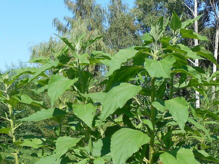 SLUNEČNICE TOPINAMBUR - Helianthus tuberosus
