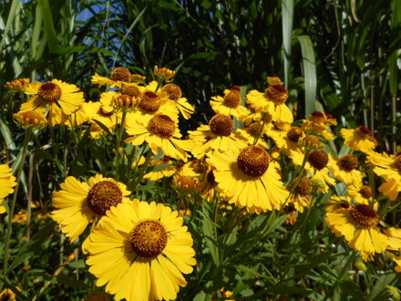 ZÁPLEVÁK PODZIMNÍ - Helenium autumnale