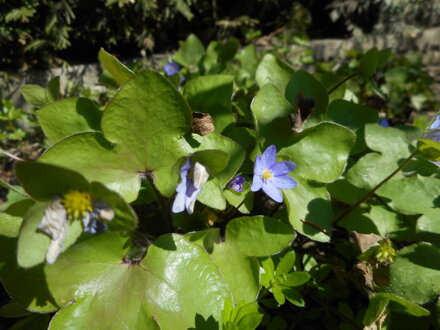 JATERNÍK PODLÉŠKA - Hepatica nobilis