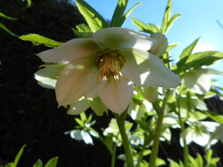 ČEMEŘICE ČERNÁ - Helleborus niger ´Christmas Carol´