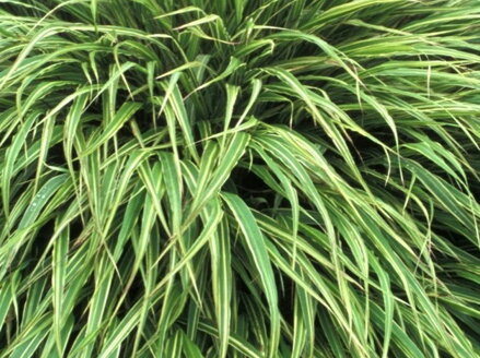 RÁKOSNÍK JAPONSKÝ - Hakonechloa macra 'Albostriata'