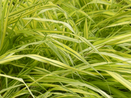 RÁKOSNÍK JAPONSKÝ - Hakonechloa macra 'Aureola'