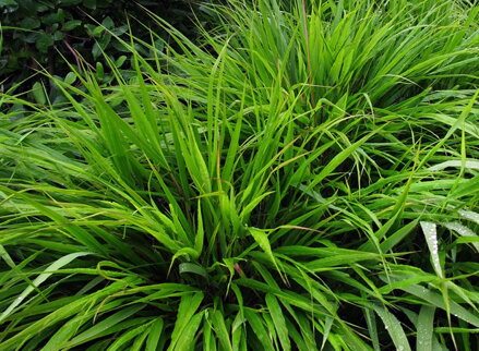 RÁKOSNÍK JAPONSKÝ - Hakonechloa macra 