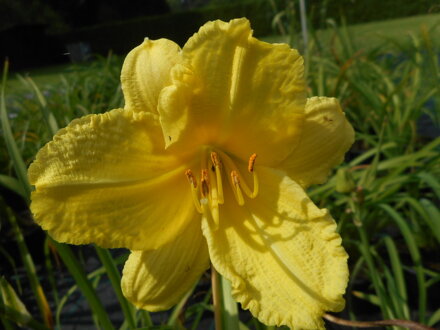 DENIVKA - Hemerocallis 'Happy Returns'