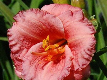 DENIVKA - Hemerocallis 'Cosmopolitan'