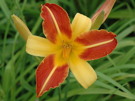 DENIVKA - Hemerocallis 'Frans Hals'