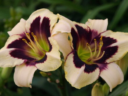 DENIVKA - Hemerocallis 'Moonlit Masquerade'