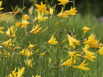 DENIVKA - Hemerocallis citrina