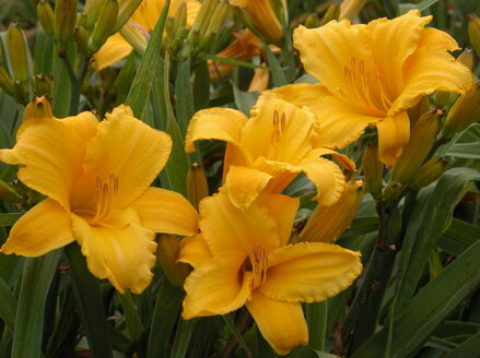 DENIVKA - Hemerocallis 'Mary Todd'