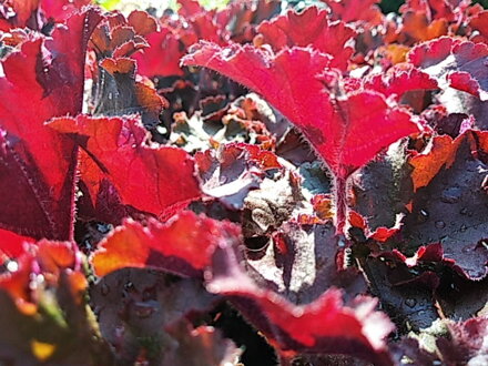 DLUŽICHA - Heuchera americana ´Melting Fire´