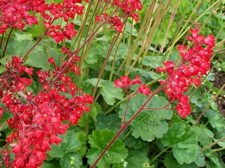 DLUŽICHA - Heuchera sanguinea ´Leuchtkafer´